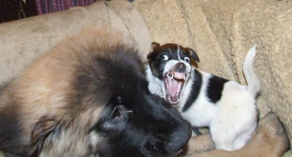 Swyam_Bhu's tweet photo. #sharkies me n #draco a year ago when we young! #leonberger #jackrussells playing http://t.co/Jt4qbNhO