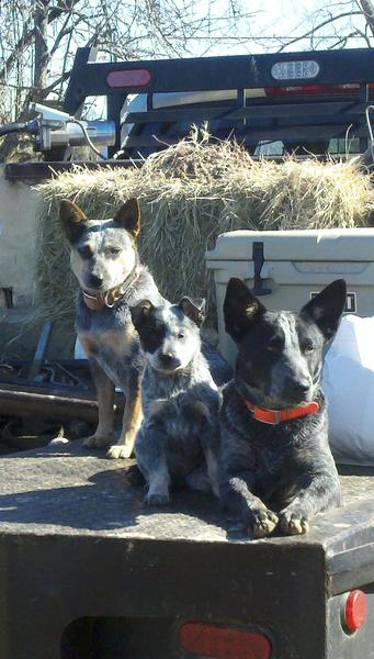 TavisHarris's tweet photo. Bad ass blue dogs @b_thompson14 http://t.co/4ss33A3e
