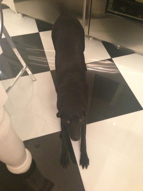KendallJenner's tweet image. good stretch babe!