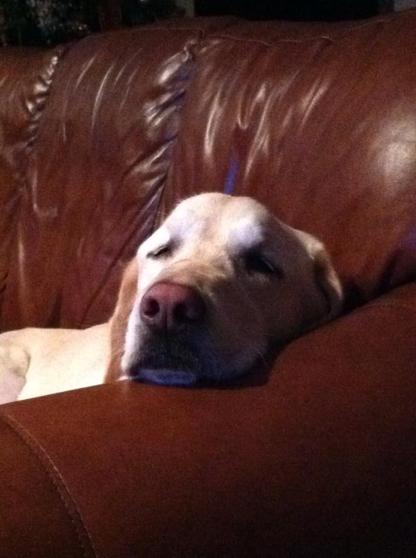 AEM1984's tweet image. King of the house #hethinks