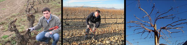 Continuamos con la poda, estos días soleados de invierno son perfectos para esta labor