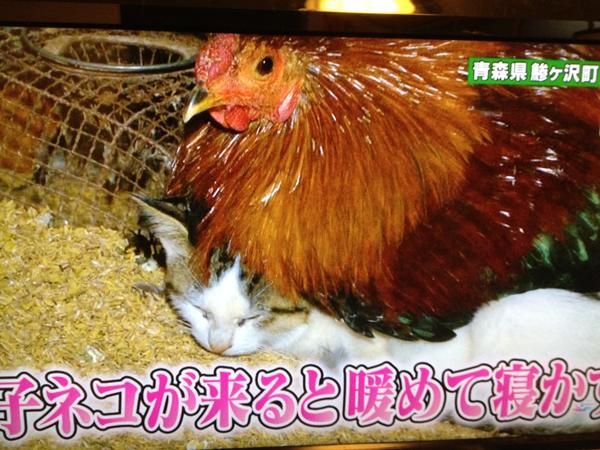珍百景見てたらニワトリと仲良しな猫ってのをやってた！ やばいなこれ