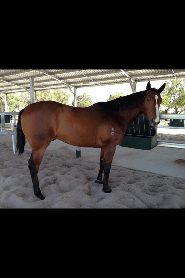 DavidMyors's tweet photo. Officially a race horse owner! #excited #blackeholesun #watchthisspace http://t.co/1aH4mwg2