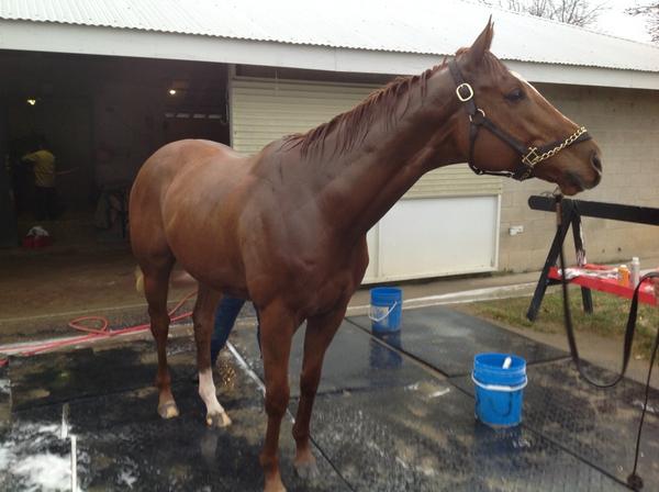 ABRLive's tweet image. It's @WiseDan_ The Man! RT @horseracinghl: Enough play time. Dan's looking to get back to the track. #wisedan #beast