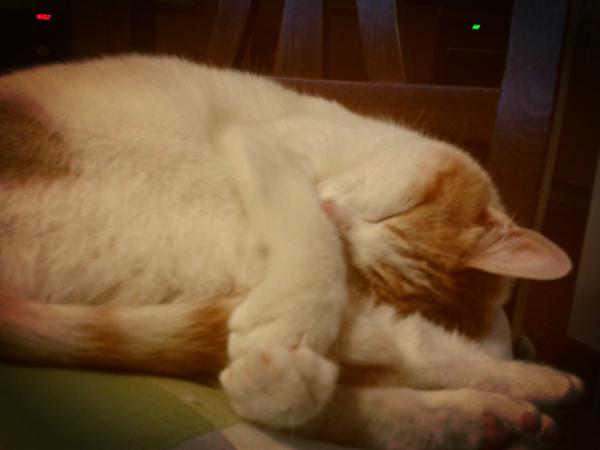 HowToBeACat tweet picture