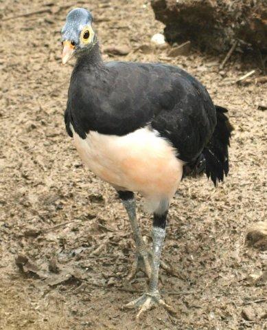 bolmongraya's tweet photo. Maleo naton http://t.co/FV8Q6QDG