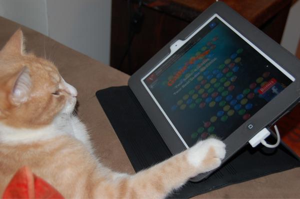 bianci36's tweet photo. Tijger achter de iPad http://t.co/WtAePjav