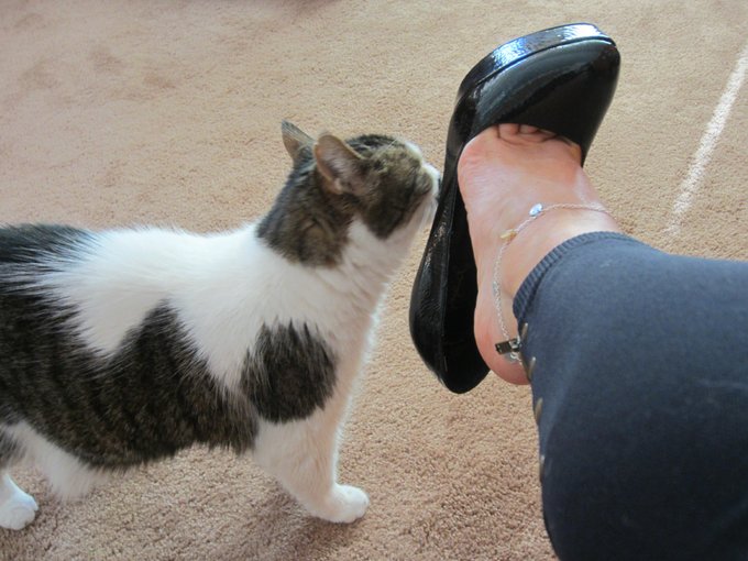 My kitty has a foot fetish:-) http://t.co/gKZQRioZ