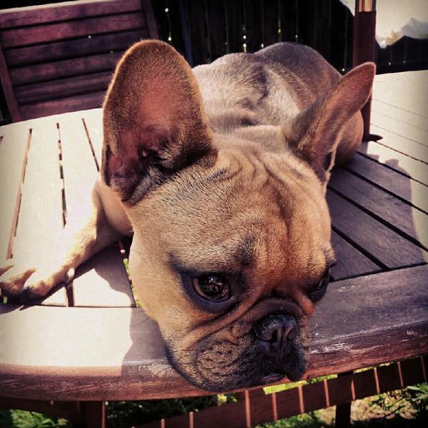 chapmansworld's tweet photo. My beautiful French Bulldog, Ruby. #frenchie #frenchbulldog http://t.co/yDDQ0ojr