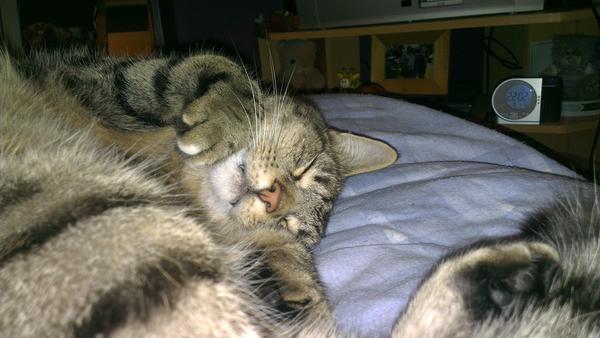 kiediskitten's tweet photo. I'm so handsome (mummy says) and lazy (daddy says) http://t.co/Rxctnshz