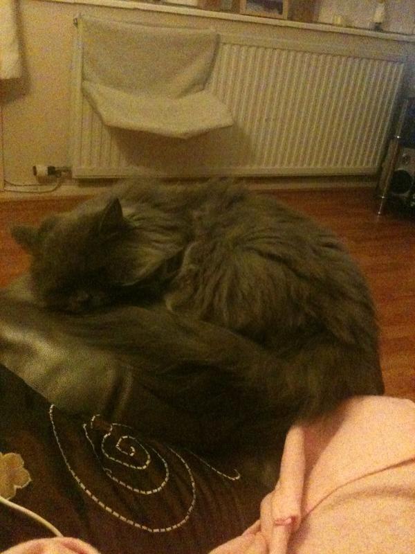 cwelshy2012's tweet photo. @cwelshy2012 @wkitties @emrgencykittens @kittenbooth oops forgot to add piccy! http://t.co/3eeRmJza