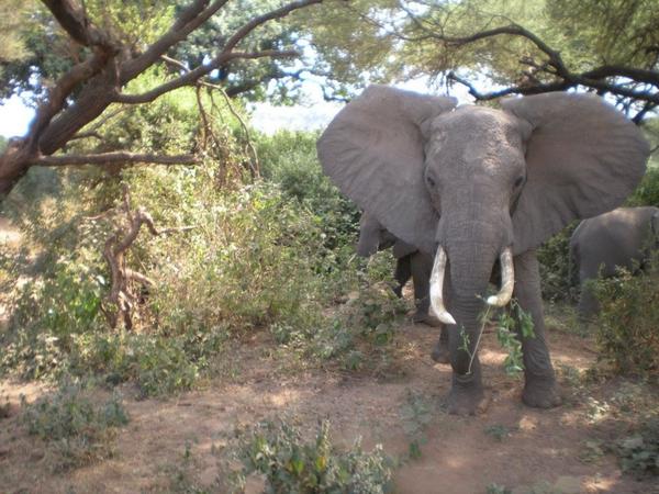 WExpeditions's tweet photo. Elephant fight coming on.. #BBC #Africa ...this one was getting a bit cagey in Lake Manyara,Tanzania back in October! http://t.co/9vqzvdOB
