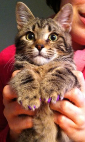 LynnHMusic's tweet photo. Yay SoftPaws! This is my kitten, happily sporting his purple softpaws. He seems happy and comfy! Say NO to declawing :) http://t.co/rymwYv6Z