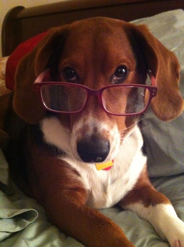 PrompterChic's tweet photo. Geek Chic Puppay! http://t.co/nx49i407