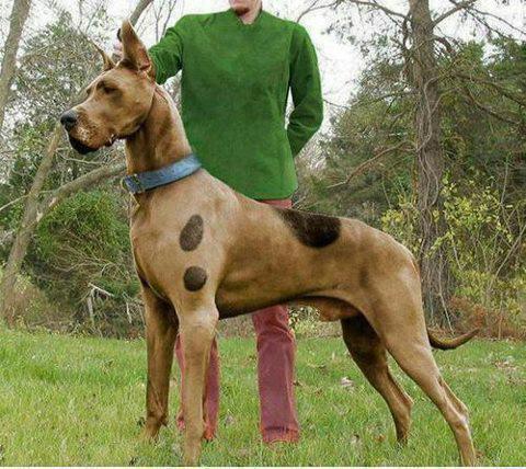 dogmon's tweet photo. Scooby is real OMG http://t.co/c5L3N30q