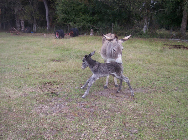 LisaRamHam's tweet photo. Writing book, "The Talking Donkey who saved Balaam's life!" Follow the journey... http://t.co/vVaFYjWu