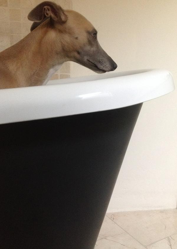 WhippetWillow's tweet image. I have just set sail in a very large boat.