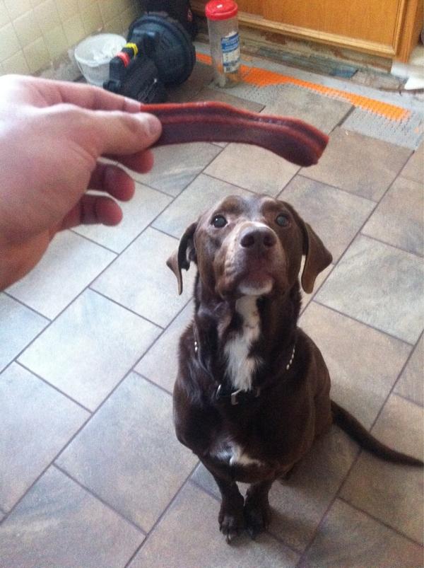 Books_247's tweet photo. @Kelmaher Completely redeemed myself. #begginstripbait #urwishinhard #browndogloveshisdad http://t.co/FwpOGWJL