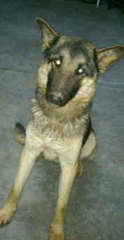arcadelanimal's tweet photo. @protemalaga RT por favor, una familia para Nira! encontrada ayer en la calle muerta de hambre es un amor http://t.co/eMRLCMtR