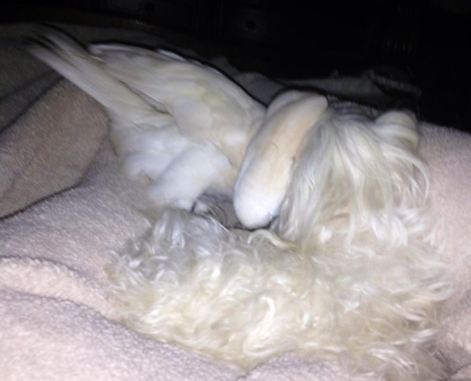 Angel Baby and Princess Maddison Junifer London cuddling. So cute!! #UmbrellaCockatoo #TeacupMaltese<a href="/tag/teacupmaltese"class="tags"><span>#teacupmaltese</span></a><a href="/tag/umbrellacockatoo"class="tags"><span>#umbrellacockatoo</span></a>