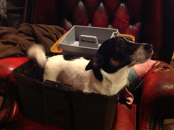 Swyam_Bhu's tweet photo. I'm going to Crufts with Draco #cunningplan http://t.co/O3njSVHJ