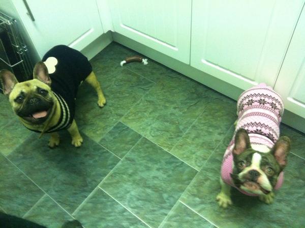 DNAFrenchies's tweet image. Hugo and maci with their wooly jumpers on!! Lol  #dnafrenchies #frenchbulldog