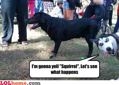 funnyquotedaily's tweet image. New Funny Picture: SQUIRRRRRREL! bit.ly/VMADOn #funny #meme