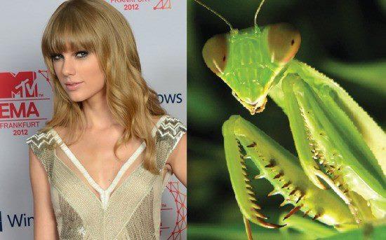 whitneymiyy's tweet image. Fotógrafo de Jonas Brothers compara a Taylor Swift con un insecto
Tiene uno de los rostros más dulces de la industria +