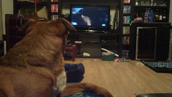 JennieShrader's tweet image. Dog barking on the tv and suddenly Fez is just as into #Signs as I am. #StoryNotes #AMC