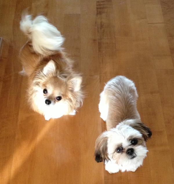 suzynina's tweet photo. @Aninon3 今日カットしてきたので、記念にぱしゃり（^^）色が若い頃のアニーちゃんにちょっと似てるかな？と勝手に嬉しくなっちゃいました♪ http://t.co/Qu1xD0VZ