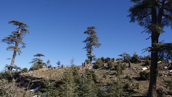 protectionforet's tweet photo. جمعية شباب بلا حدود تستنكر النهب الممنهج للثروة الغابوية بإقليم إفران...إلى متى سيبقى صمت المسؤولين ؟ http://t.co/lXbs7RN0