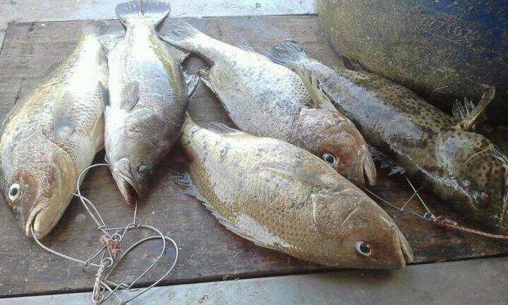 Gambar Hobiku Memancing Update Layan Jenahak Close Ikan Gambar Hobiku Memancing Update Layan Jenahak Close Ikan