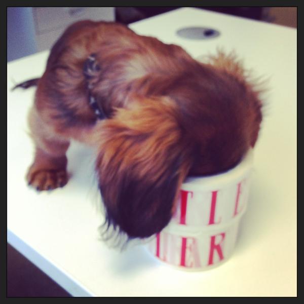 TatlerAlan's tweet photo. SERIOUSLY immersing myself in the job @TatlerUK http://t.co/3sterxEC