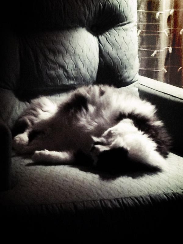 DachsundDays's tweet image. Fur ball with claws. And teeth. #insidecat