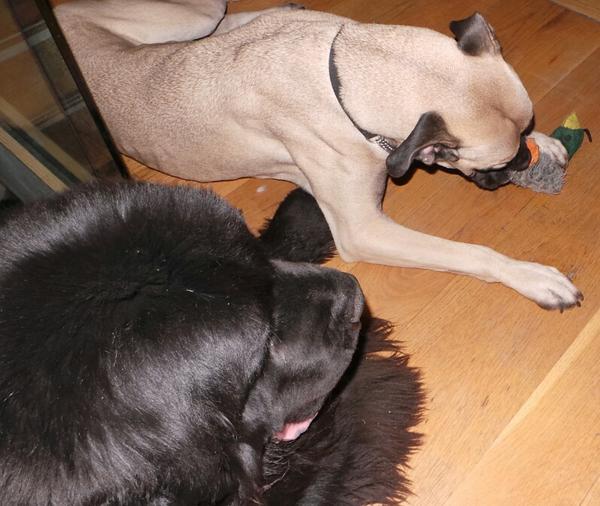 NemoNewfie's tweet image. @middermac look at this! I am supervising shredding of the duck #precisionoperation #precisionsurgeons #macsorders