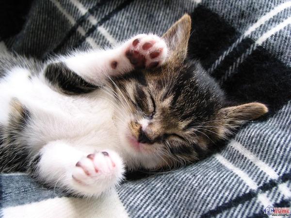 TeamKeiver's tweet photo. HEY EVERYBODY LOOK AT THIS CAT. IS THIS NOT THE CUTEST THING EVER? http://t.co/oWLtbrZc