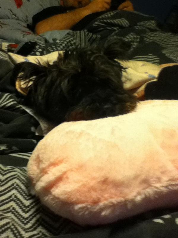 HellosofsofiaS's tweet image. Sleepy puppy