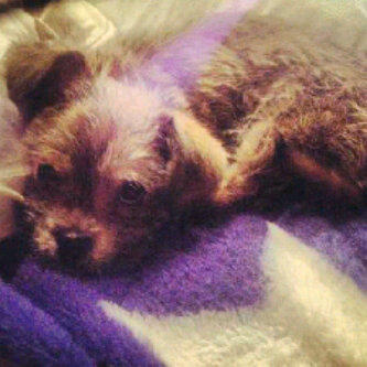 RealPennyCyrusL's tweet photo. @tishcyrus cute penny♥ lane http://t.co/azRB3S9r