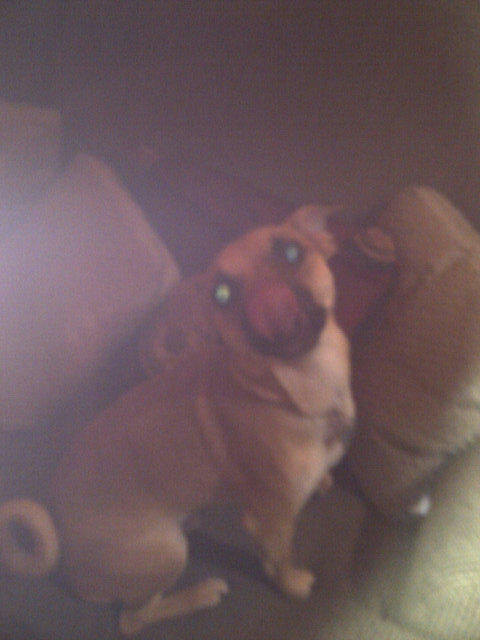 ZeppelinDog tweet picture