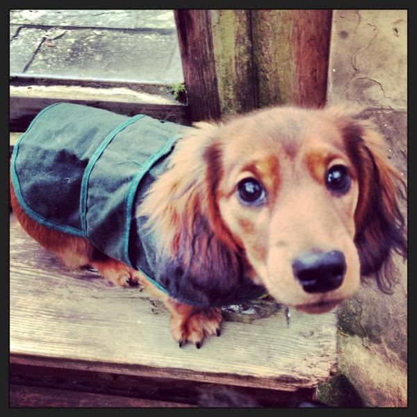 TatlerAlan's tweet photo. Parents off to Ikea and leaving me at home. Sad face, I'd even dressed as the poor-man's @IKEAmonkey http://t.co/XOOIFCK4