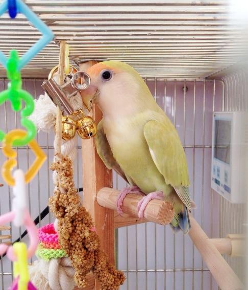 みつみ美里 Siki37 色変わりのコザクラインコです オーストラリアンシナモンシーグリーンというながい色品種名です Twitter みつみ美里 Siki37 色変わりのコザクラインコです オーストラリアンシナモンシーグリーンというながい色品種名です Twitter