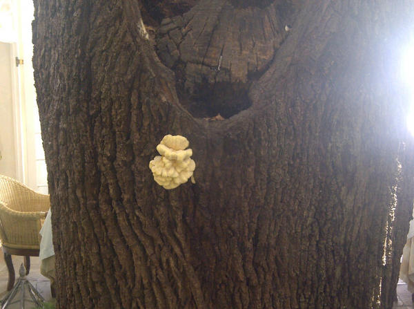 RyanJosten's tweet photo. Chicken of the woods on the 300 year old oak tree @McGrathHotels might be on the menu at The Conservatory 2night http://t.co/JbEXpYvr