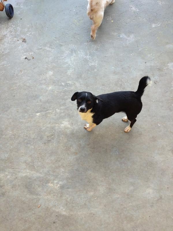 Kefera's tweet photo. estouraram um bombinha na pata dessa aqui!! no ano novo!! pau no cu do fdp! tb ta pra adoção... http://t.co/1FkveG7v
