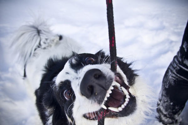 40inAlex's tweet photo. Сегодня отлично погуляли с собакой :))) http://t.co/7MkSuHYJ
