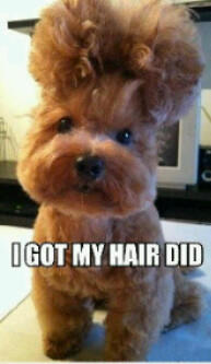shericebrit's tweet photo. Just got my hair done http://t.co/mRMY62nk