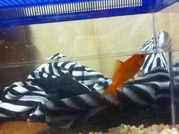 Yo merendando esta tarde con los castores en la reunión del <a href="/gsPioXII/">Grupo Scout Pio XII</a>