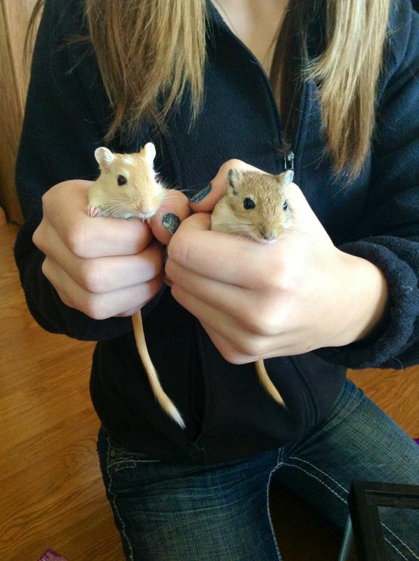 Cassie_Krull's tweet image. @JennyRottler They're both girls. #INeedNames :)