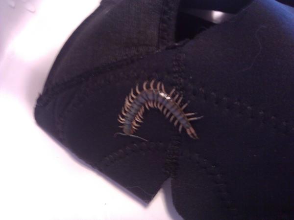 redactedmertz's tweet image. But in other news, I found one of these in my house. #HowThe.