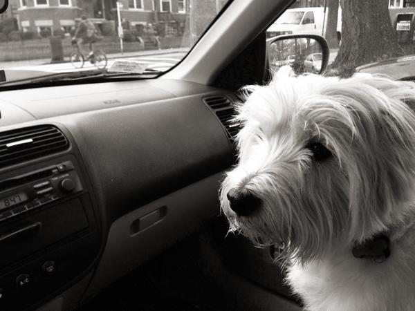 breaellis's tweet image. Getting this guy to daycare before the 9am cutoff on Saturdays #petparentproblems