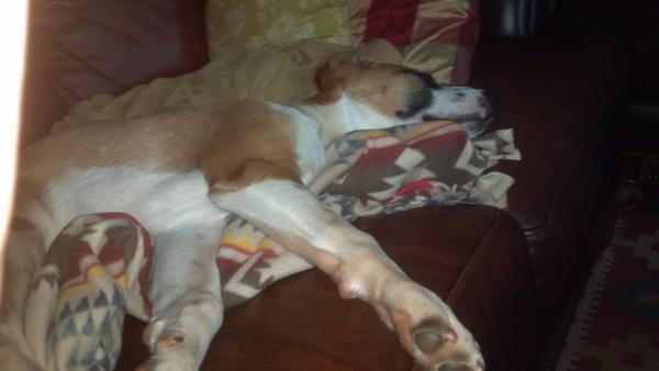 NewDetroit1's tweet photo. Smokey bear thought it was #puffpuffpass out. Silly puppy, spliffs are for kids. Sad I have to leave the little guy. http://t.co/7HAvybZa